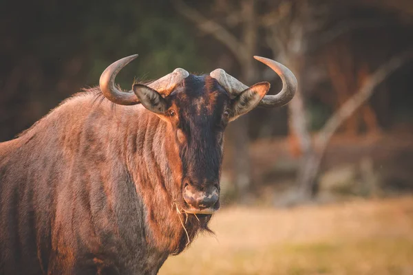 Närbild Bild Blue Wildebeest Ett Naturreservat Sydafrika — Stockfoto