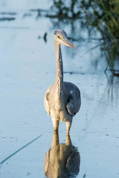 Close Image Grey Heron Fishing Pond Nature Reserve South Africa — Stock Photo, Image