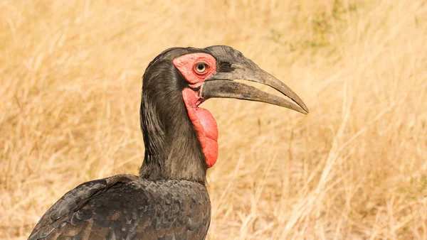 Крупним Планом Зображення Землі Hondbill Птахів Природний Заповідник Південній Африці — стокове фото