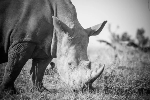 Imagine Aproape Unui Rinocer Alb Care Hrănește Iarbă Într Parc — Fotografie, imagine de stoc