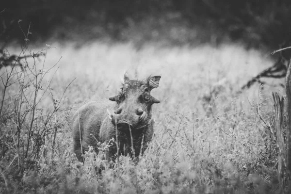 关闭南非自然保护区的一只疣猪形象 — 图库照片