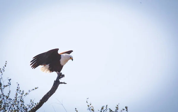 Imagen Cerca Águila Africana Árbol Lago Parque Nacional Sudáfrica — Foto de Stock