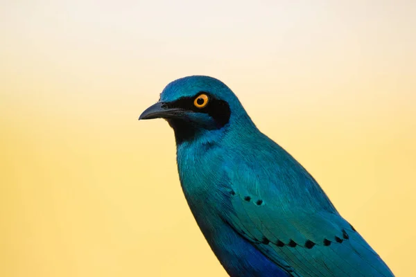 Close Image Glossy Starling Nature Reserve South Africa — Stock Photo, Image