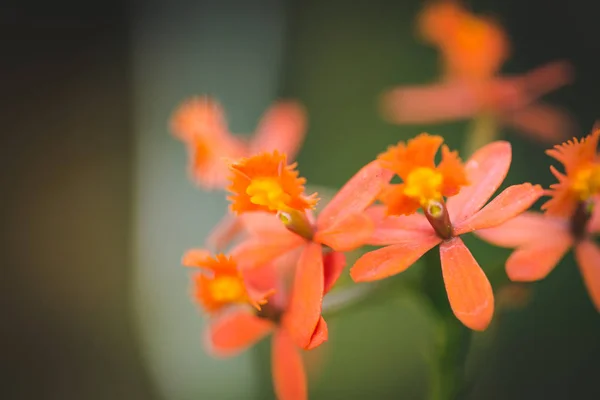 Close Imagem Uma Micro Orquídea Berçário — Fotografia de Stock
