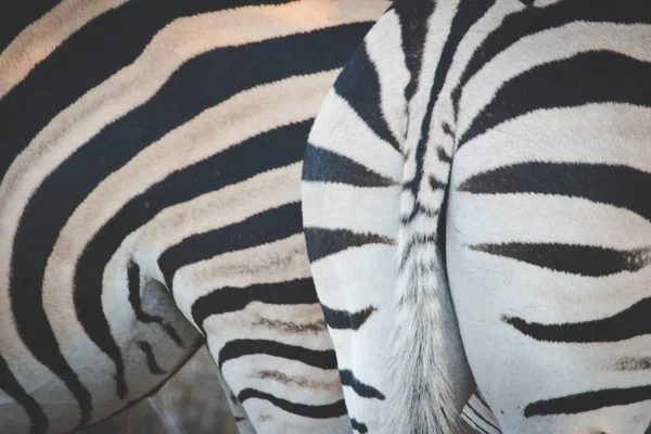 Närbild Bild Zebrass Ett Naturreservat Sydafrika — Stockfoto