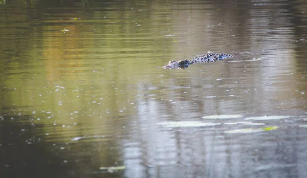 Close Image Nile Crocodile Lake Nature Reserve South Africa — Stock Photo, Image