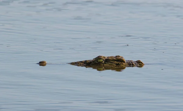 Close Image Nile Crocodile Lake Nature Reserve South Africa — Stock Photo, Image