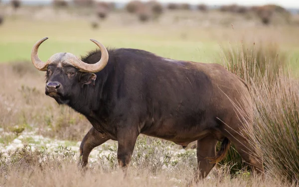 Detail Cape Buffalo Přírodní Rezervaci Jižní Africe — Stock fotografie