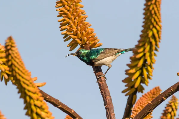 Close Image Collard Sunbird Feeding Aloe National Park South Africa — Stock Photo, Image