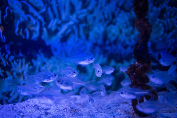 Image Sous Marine Banc Poissons Appâts Dans Aquarium — Photo