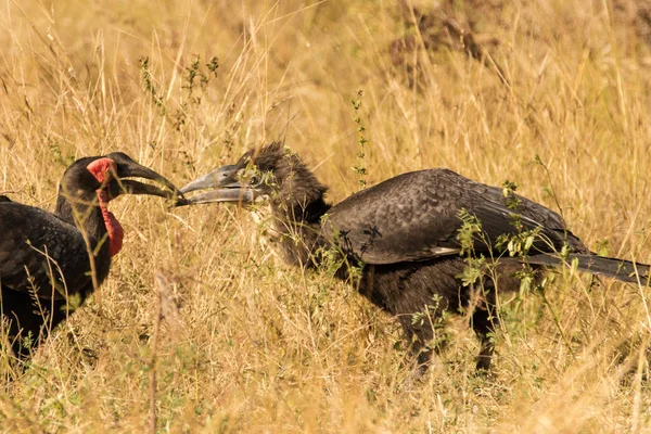 Крупным Планом Изображение Сухопутной Птицы Заповеднике Южной Африке — стоковое фото