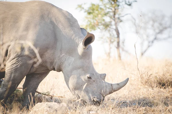 Közelkép Kép Egy Fehér Rhino Táplálkozó Egy Nemzeti Park Dél — Stock Fotó