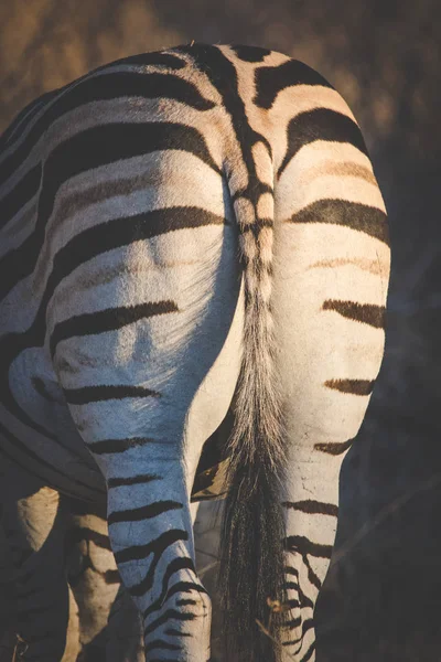 Närbild Bild Zebra Ett Naturreservat Sydafrika — Stockfoto