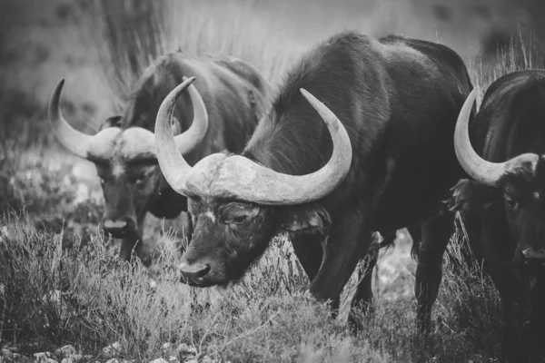 Imagem Perto Cape Buffaloes Uma Reserva Natural África Sul — Fotografia de Stock