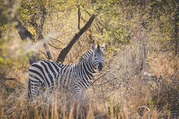 Zamknij Się Obraz Zebra Rezerwacie Przyrody Republice Południowej Afryki — Zdjęcie stockowe