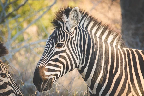 Imagen Cerca Una Cebra Una Reserva Natural Sudáfrica — Foto de Stock