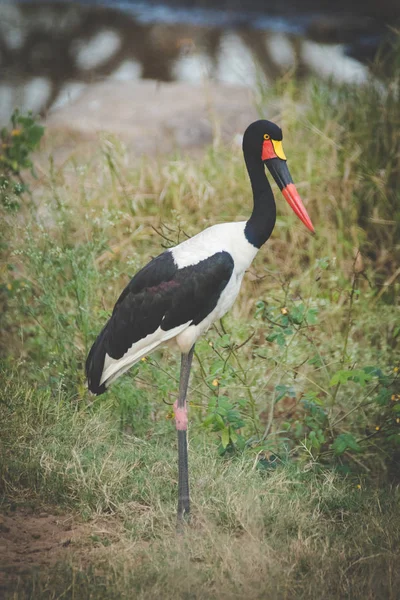 Imagen Cerca Una Cigüeña Montado Una Reserva Natural Sudáfrica — Foto de Stock