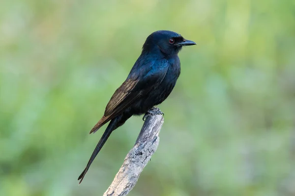 Close Image Drongo Sitting Peach South Africa — Stock Photo, Image