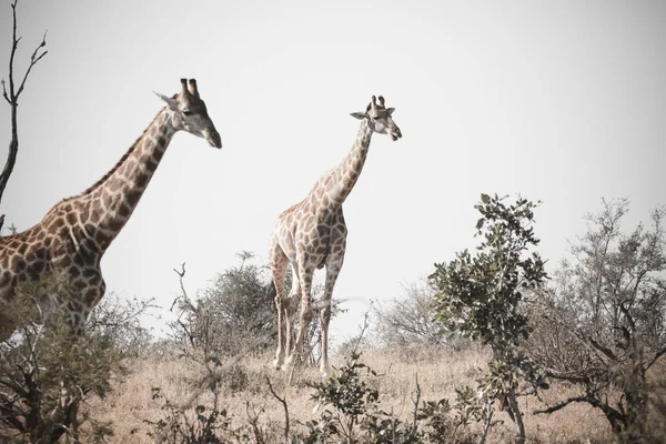 Imagen Cerca Jirafa Parque Nacional Sudáfrica — Foto de Stock