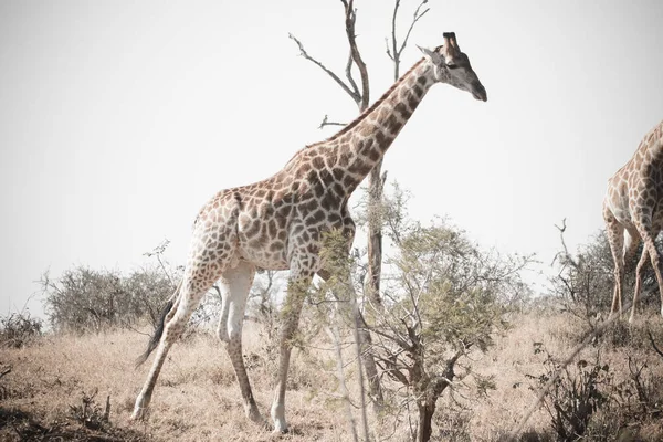 Milli Park Güney Afrika Zürafa Suretinde Kapatın — Stok fotoğraf