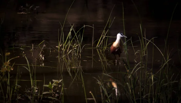 Close Image African Jacana Looking Food Lake National Park South — Stock Photo, Image