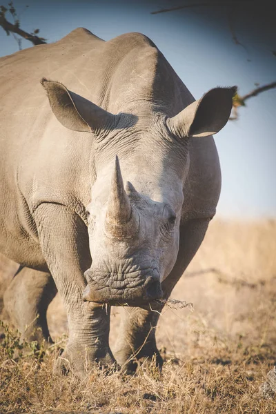 Közelkép Kép Egy Fehér Rhino Táplálkozó Egy Nemzeti Park Dél — Stock Fotó