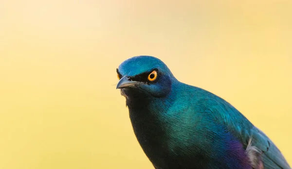 Close Image Glossy Starling Nature Reserve South Africa — Stock Photo, Image