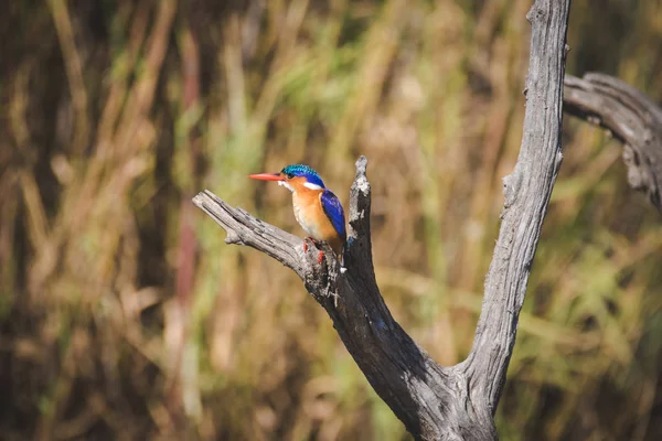 Bir levrek balık için seyir üzerinde oturan bir malakit kingfisher görüntüsünü kapatmak
