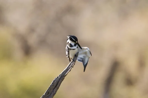 关闭南非自然保护区的 Pied 翠鸟形象 — 图库照片