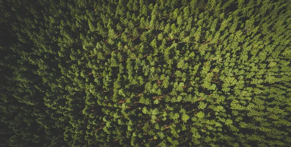 Sudut Lebar Pandangan Udara Dari Pohon Pinus Penanaman Dosa Sabie — Stok Foto