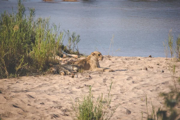 Close up image of a pride of lions laying and sleeping on the banks of a river