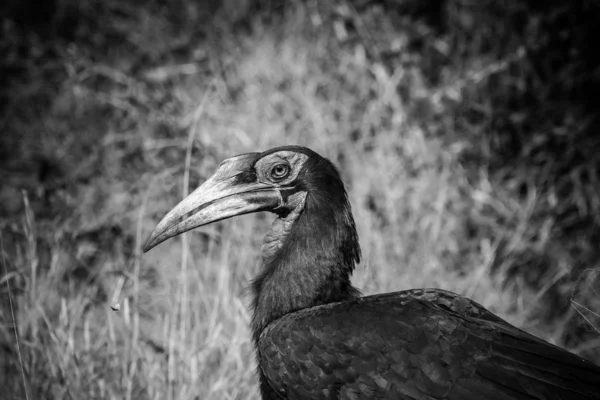 Close Beeld Van Een Vogel Hondbill Grond Een Natuurgebied Zuid — Stockfoto