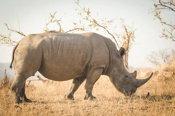 Close up image of a white rhino feeding on grass in a national park in south africa