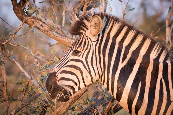 Närbild Bild Zebra Ett Naturreservat Sydafrika — Stockfoto
