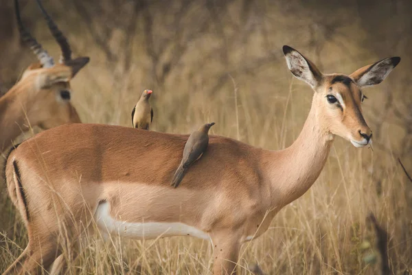 Güney Afrika Milli Parkında Impalas Görüntüsünü Kapatmak — Stok fotoğraf