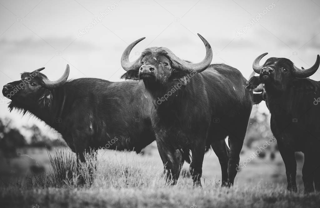 Close up image of Cape Buffaloes in a nature reserve in South Africa