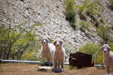 Güney Afrika'da karoo bir çiftlikte mohair kaynağı Angora keçiyakın görüntü