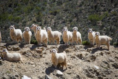 Güney Afrika'da karoo bir çiftlikte mohair kaynağı Angora keçiyakın görüntü