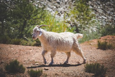 Güney Afrika'da karoo bir çiftlikte mohair kaynağı Angora keçi yakın görüntü