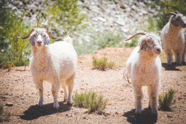 Güney Afrika'da karoo bir çiftlikte mohair kaynağı Angora keçiyakın görüntü