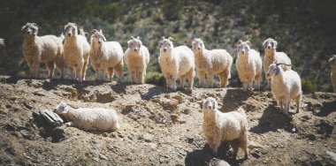 Güney Afrika'da karoo bir çiftlikte mohair kaynağı Angora keçiyakın görüntü