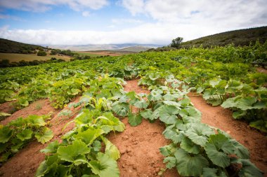 Bir çiftlikteki balkabağı tarlasının geniş açı görüntüsü