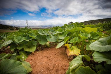 Bir çiftlikteki balkabağı tarlasının geniş açı görüntüsü