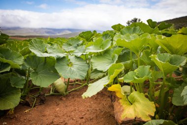 Bir çiftlikteki balkabağı tarlasının geniş açı görüntüsü
