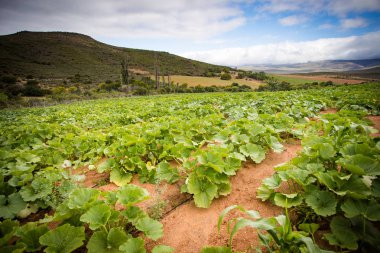 Bir çiftlikteki balkabağı tarlasının geniş açı görüntüsü