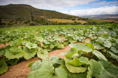 Bir çiftlikteki balkabağı tarlasının geniş açı görüntüsü