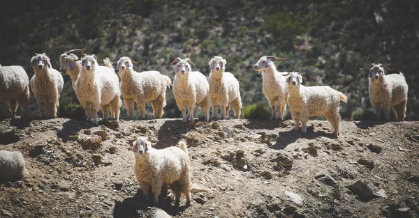 Close Image Angora Goats Supply Mohair Farm Karoo South Africa — Stock Photo, Image