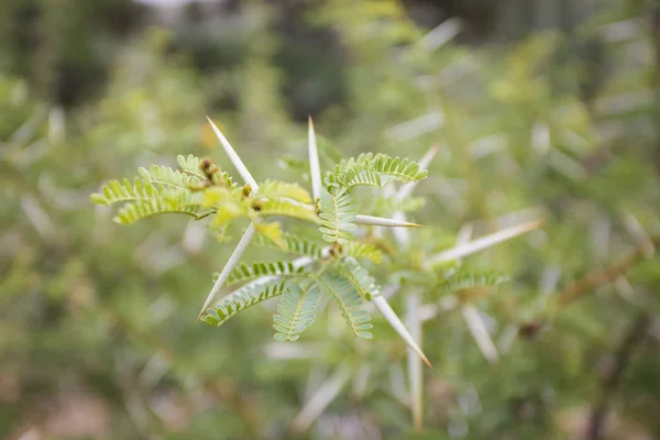 Close Image Thorns Acasia Tree — Stock Photo, Image