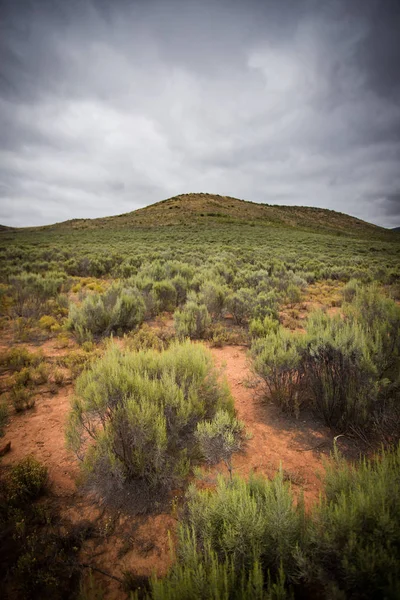 Ruime Hoek Uitzicht Fynbos Kleine Karoo Regio Zuid Afrika — Stockfoto