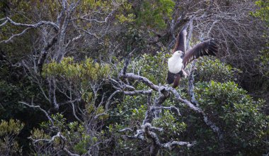 Güney Afrika'da genç bir Afrika balık kartalı yakından görüntü